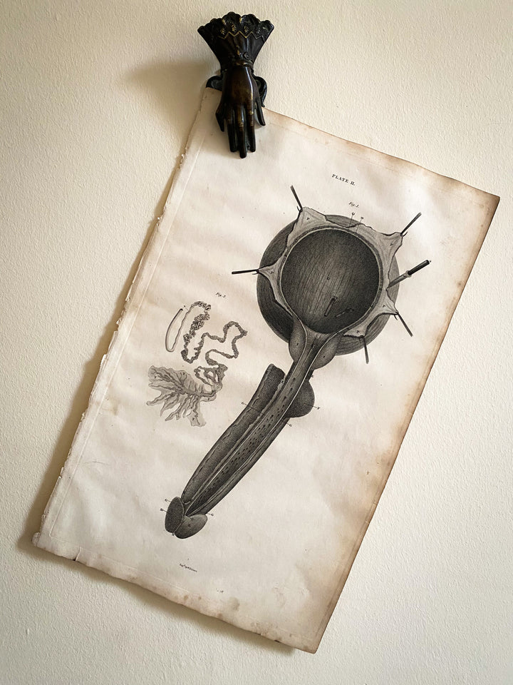 Male Reproductive System 2 - Lizars 1824 'System of Anatomical Plates'