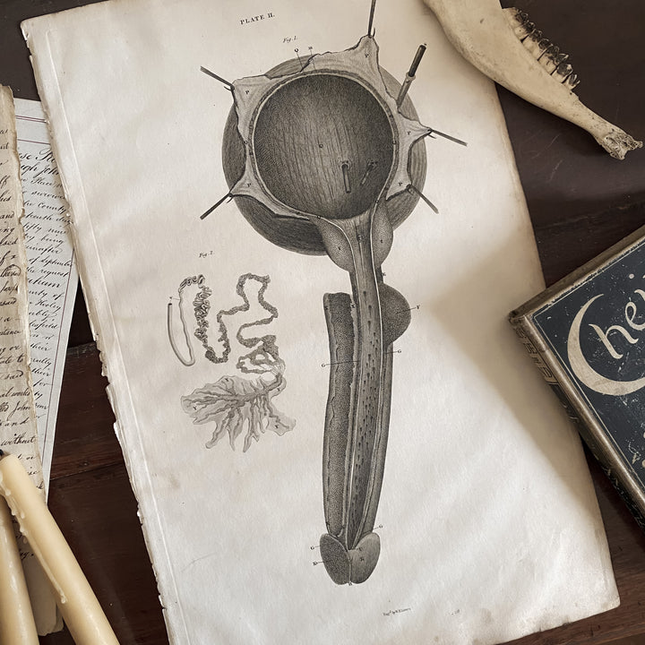 Male Reproductive System 2 - Lizars 1824 'System of Anatomical Plates'