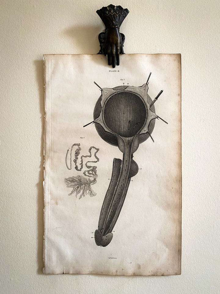 Male Reproductive System 2 - Lizars 1824 'System of Anatomical Plates'