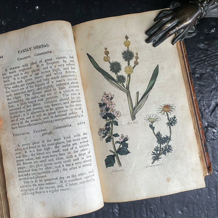 Hill's Family Herbal