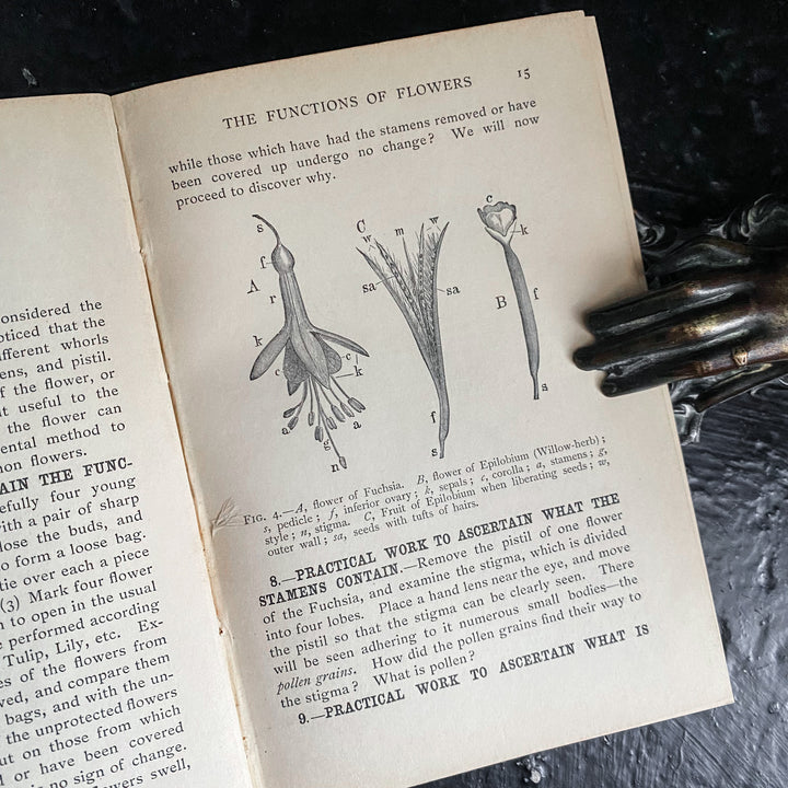 Les plantes et leurs manières
