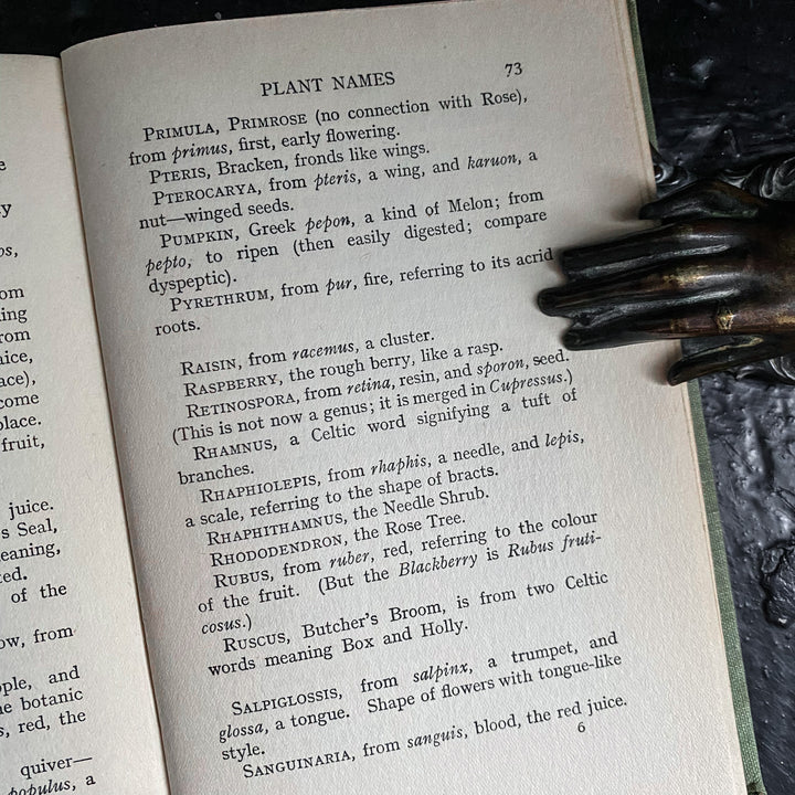 Noms de plantes