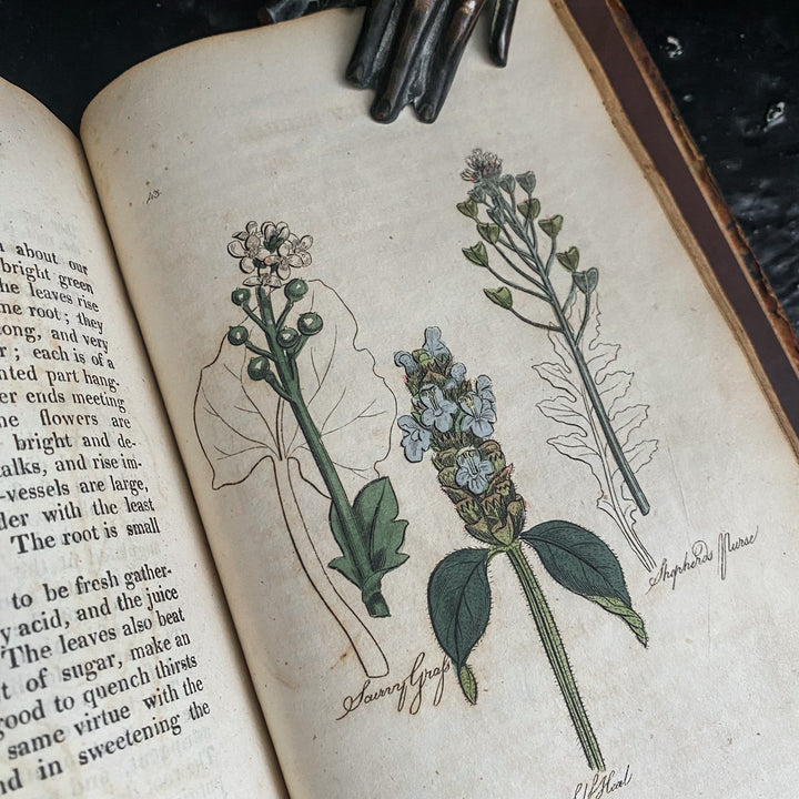 Hill's Family Herbal