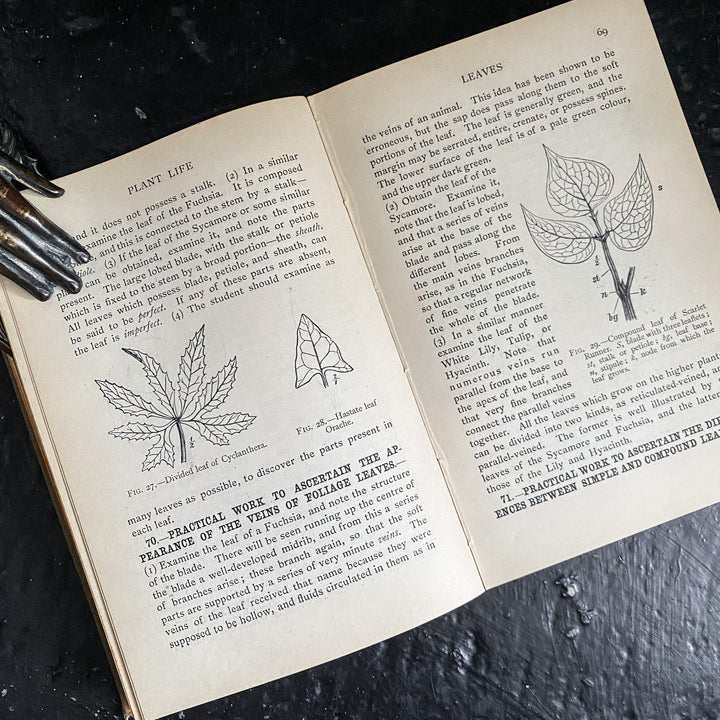 Les plantes et leurs manières