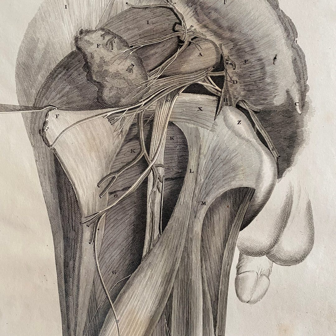 Male Cross Section 2 - Lizars 1824 'System of Anatomical Plates'