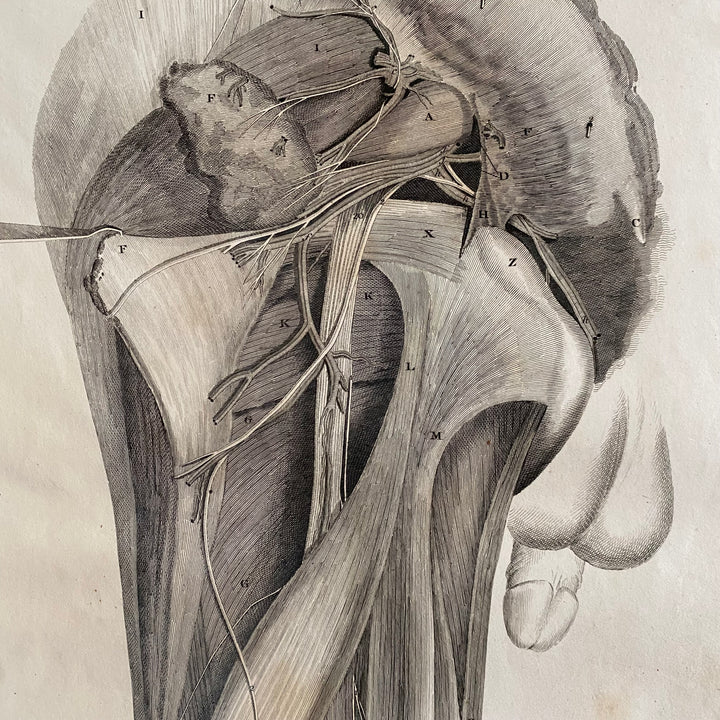 Male Cross Section 2 - Lizars 1824 'System of Anatomical Plates'