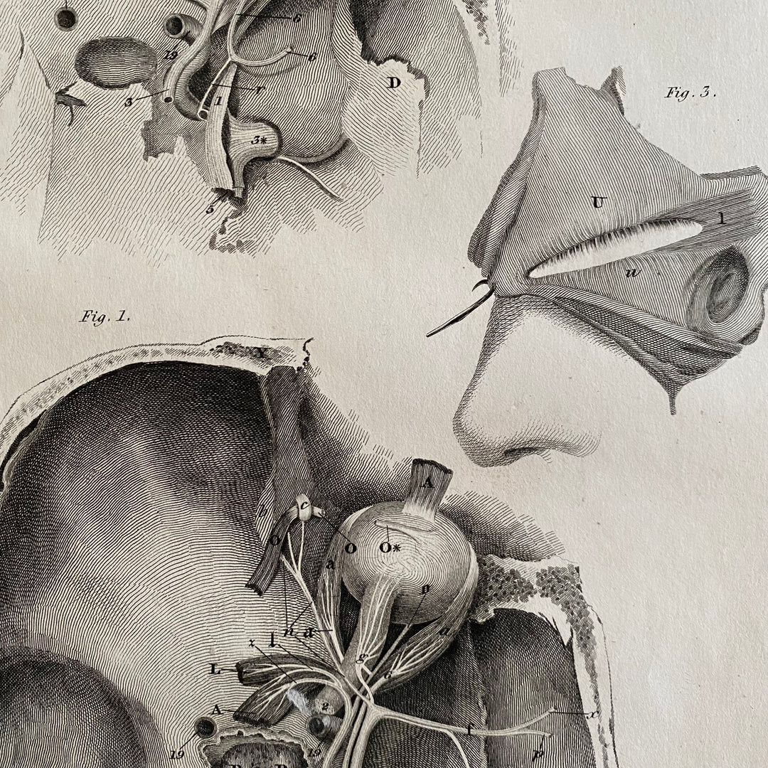 Cranium - Lizars 1824 'System of Anatomical Plates'