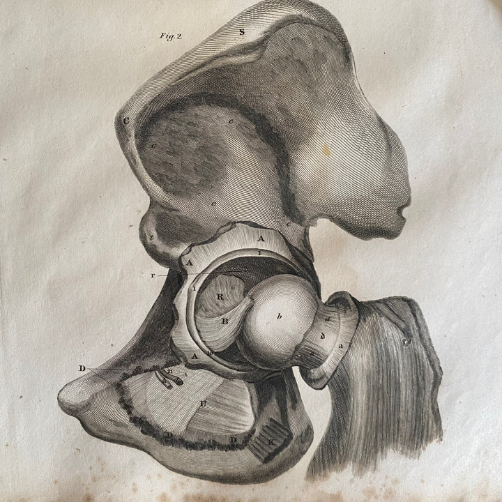 Hip Joint - Lizars 1824 'System of Anatomical Plates'