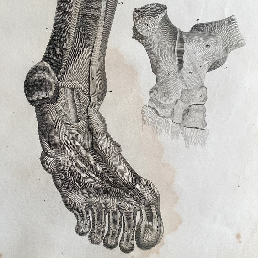 Lower Leg 2 - Lizars 1824 'System of Anatomical Plates'