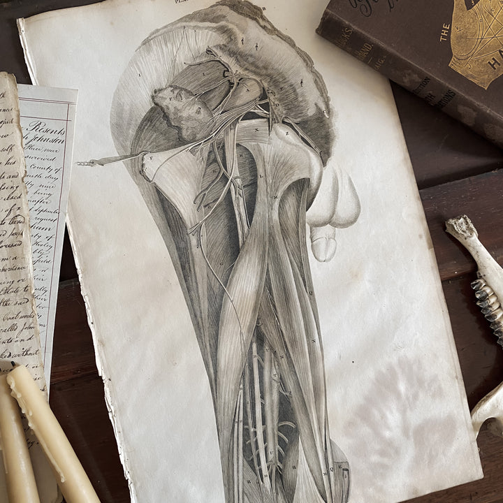 Male Cross Section 2 - Lizars 1824 'System of Anatomical Plates'