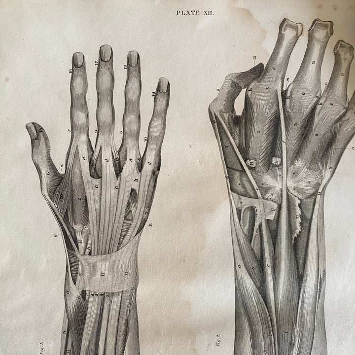 Lower Arm and Hand 1- Lizars 1824 'System of Anatomical Plates'