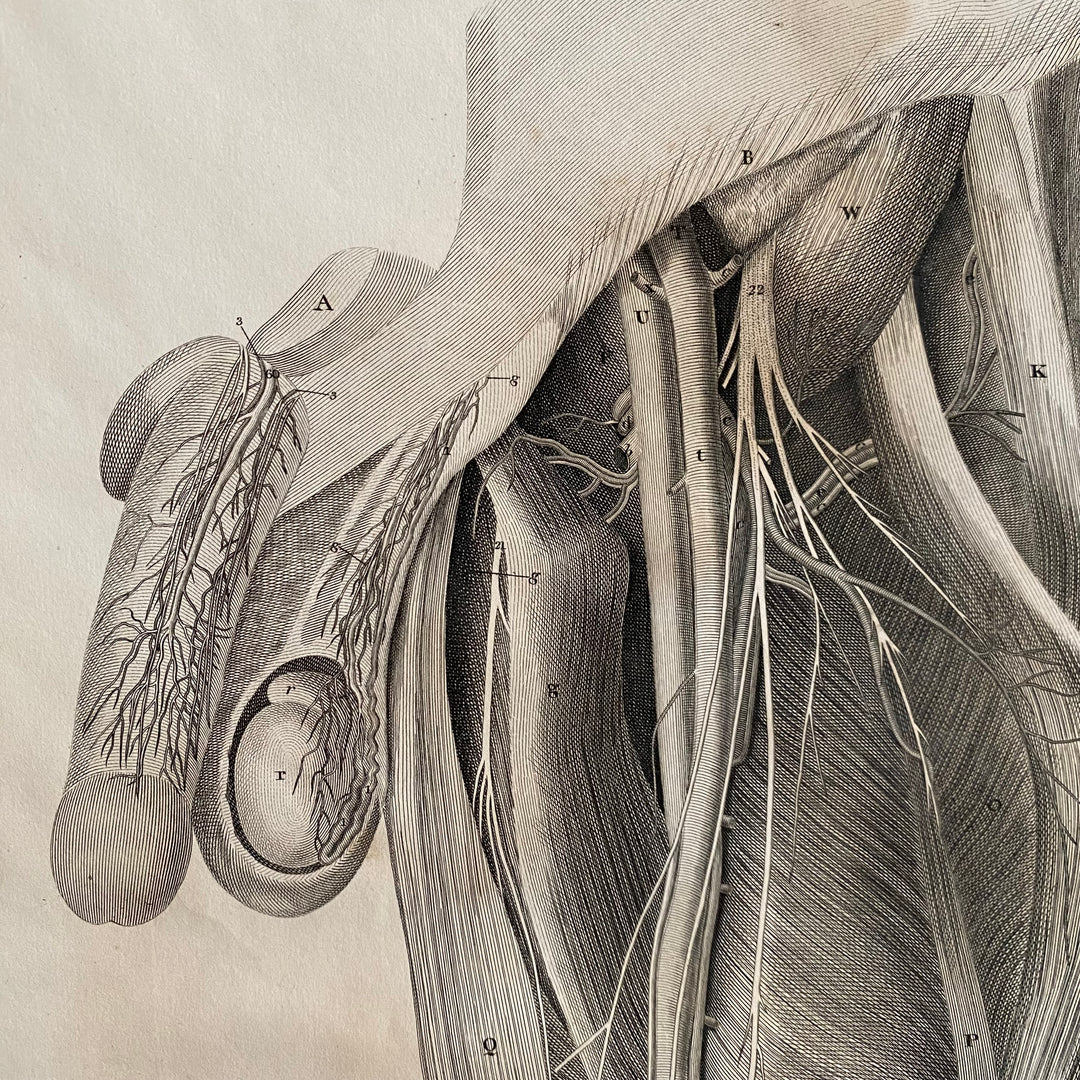 Male Cross Section 3 - Lizars 1824 'System of Anatomical Plates'