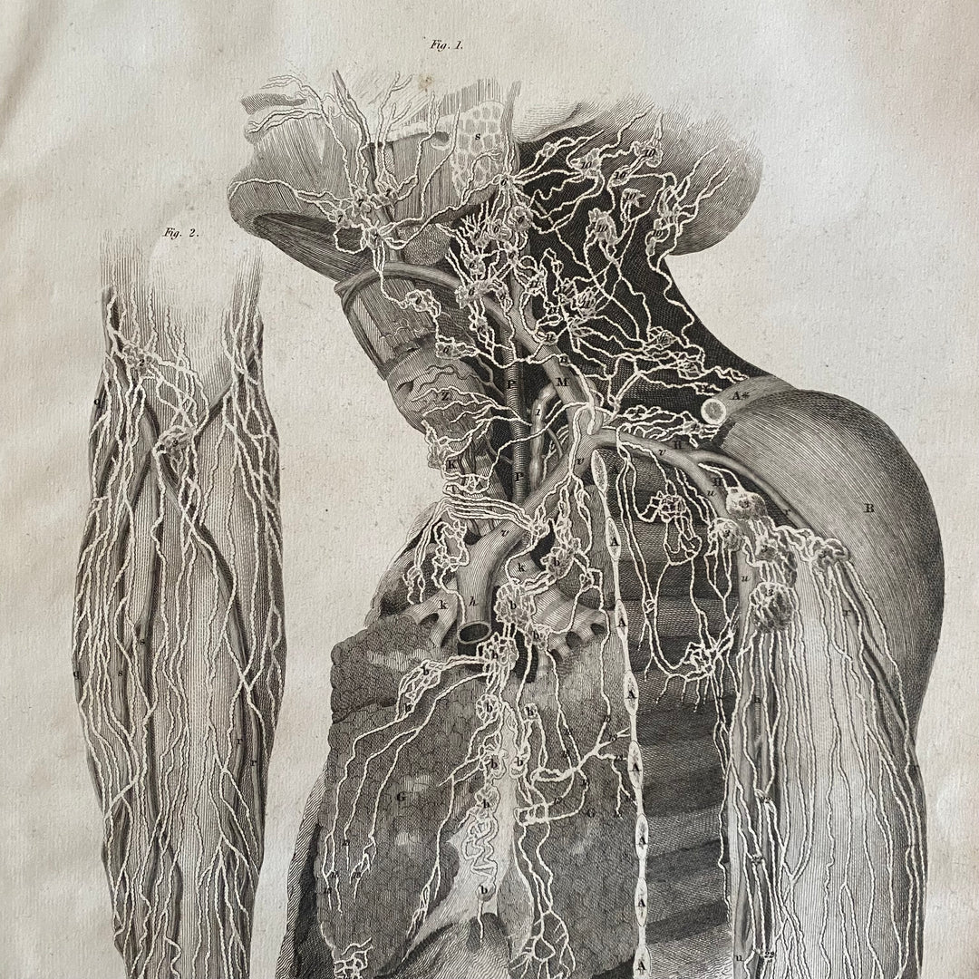 Vein System- Lizars 1824 'System of Anatomical Plates'