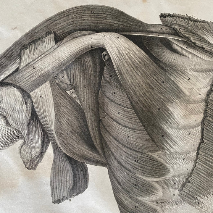 Ribcage - Lizars 1824 'System of Anatomical Plates'