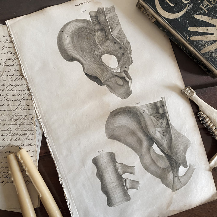 Pelvis - Lizars 1824 'System of Anatomical Plates'