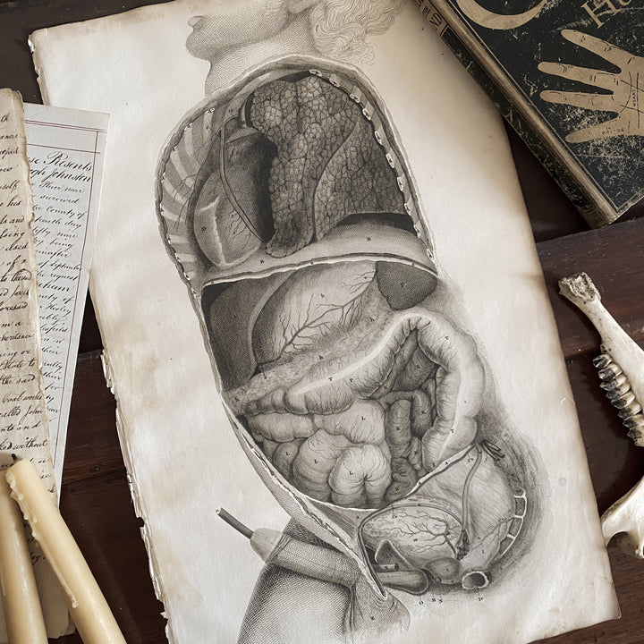 Male Cross Section- Lizars 1824 'System of Anatomical Plates'