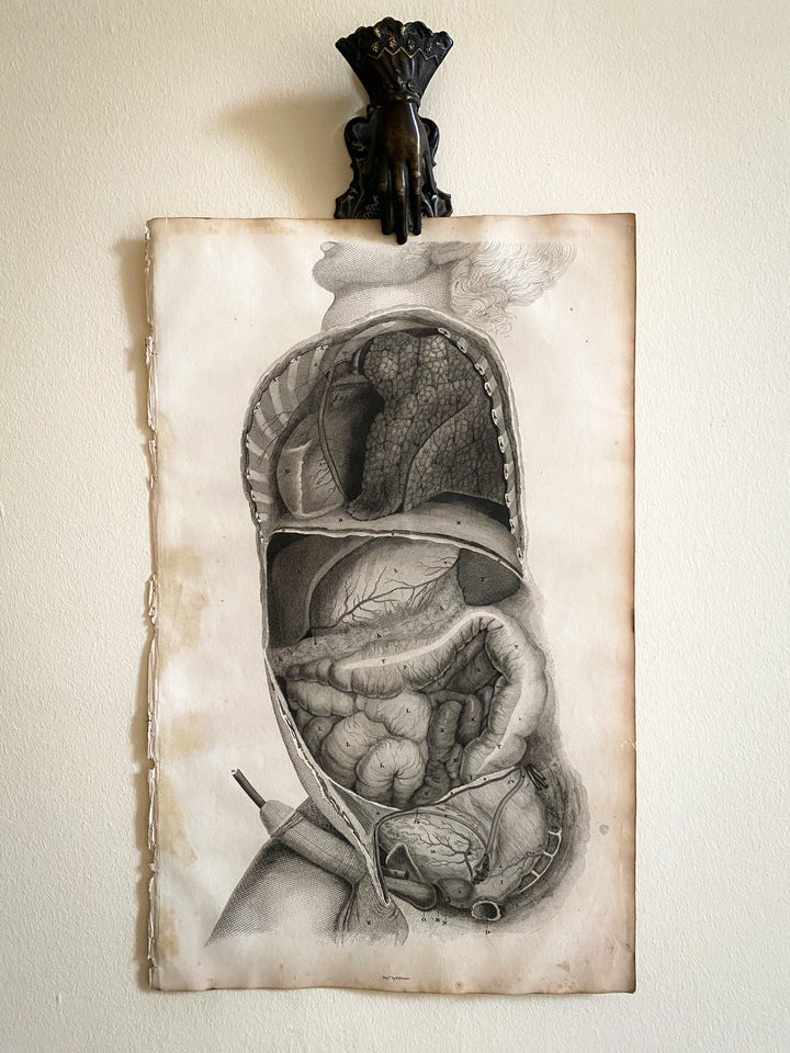 Male Cross Section- Lizars 1824 'System of Anatomical Plates'