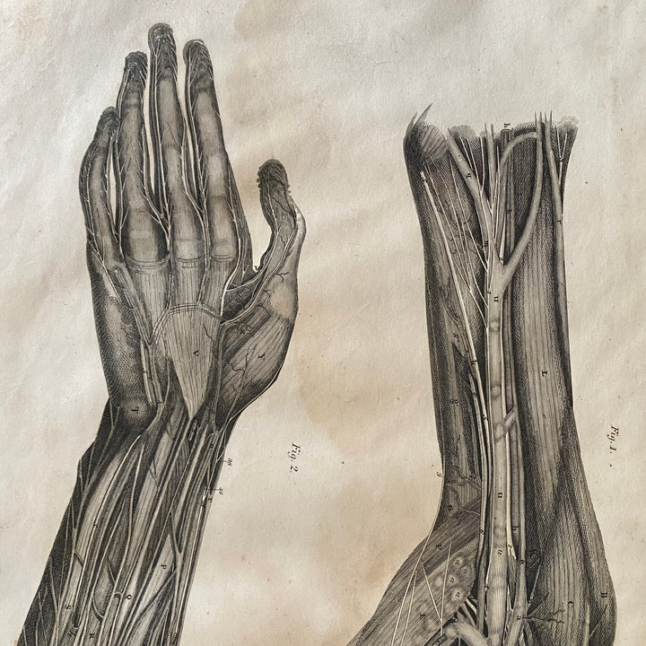 Shoulder and Arm 1 - Lizars 1824 'System of Anatomical Plates'