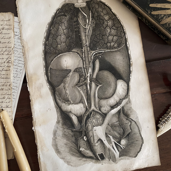 Organs 4 - Lizars 1824 'System of Anatomical Plates'