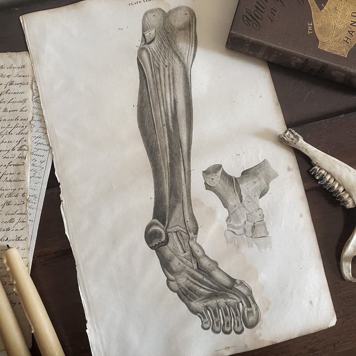 Lower Leg 2 - Lizars 1824 'System of Anatomical Plates'