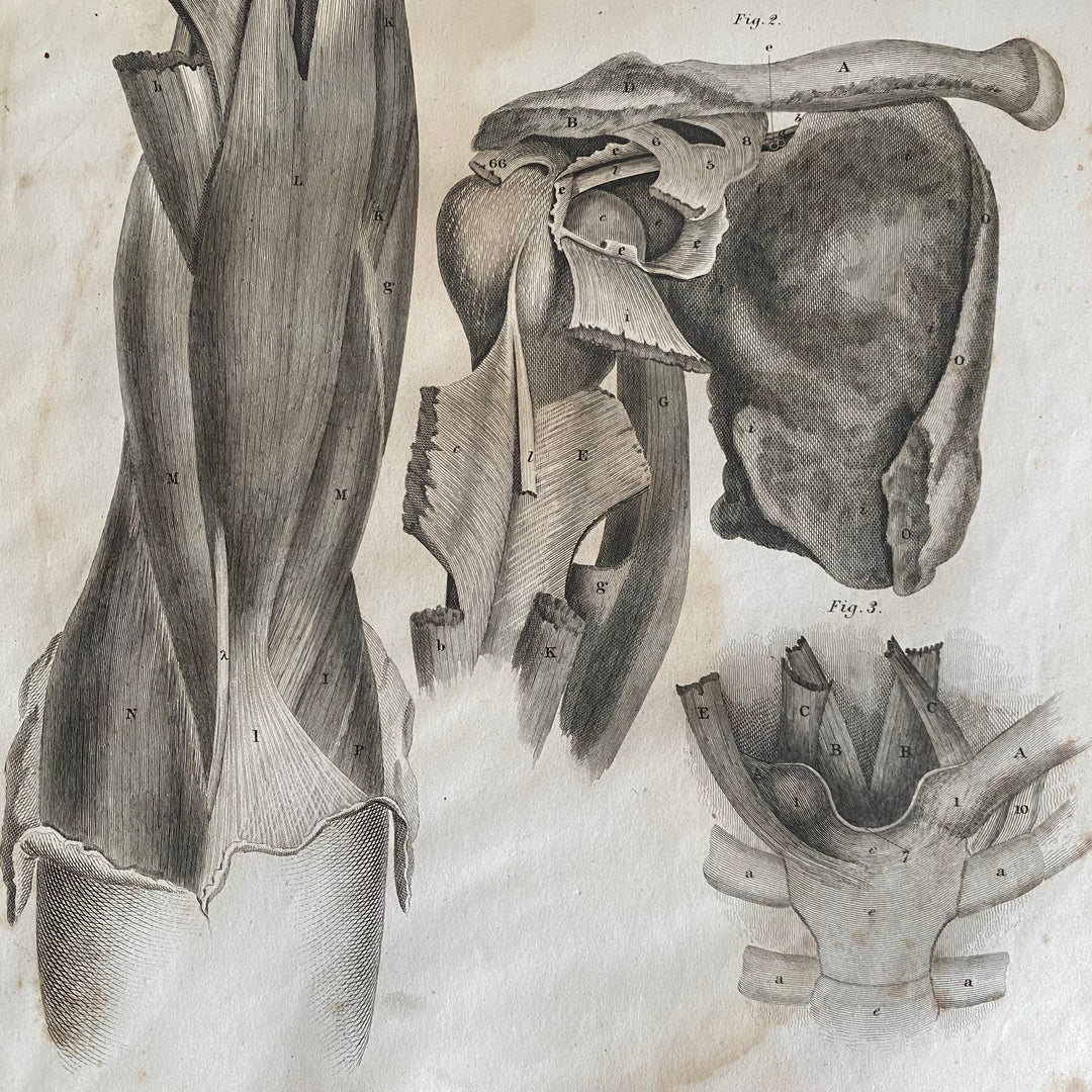 Shoulder and Arm 3 - Lizars 1824 'System of Anatomical Plates'