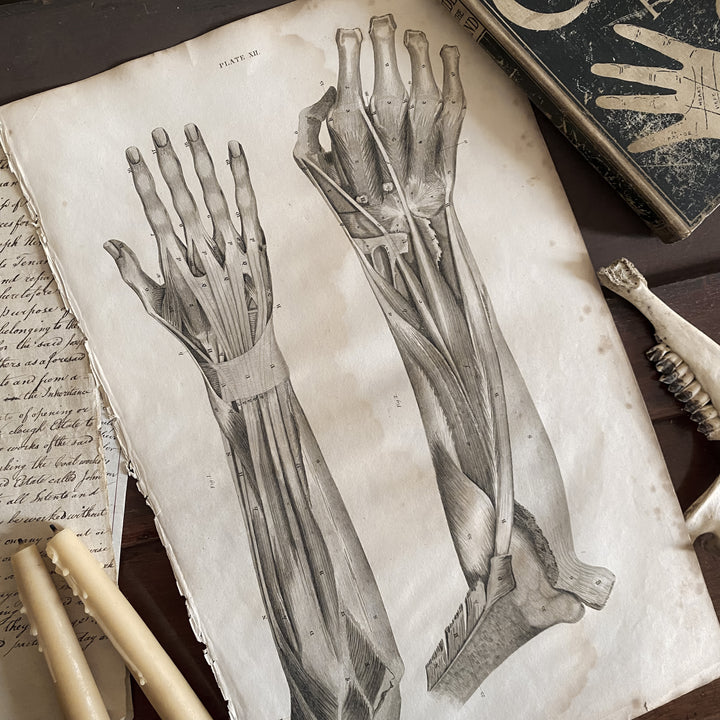 Lower Arm and Hand 1- Lizars 1824 'System of Anatomical Plates'