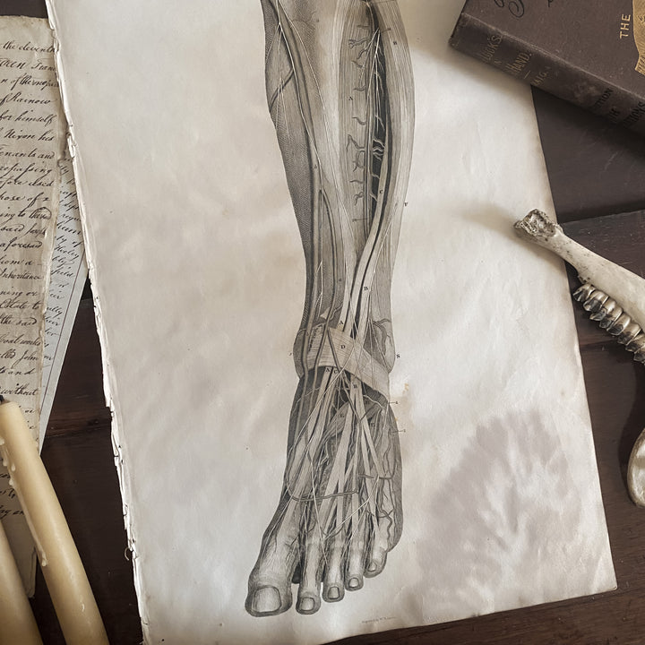 Lower Leg 3 - Lizars 1824 'System of Anatomical Plates'