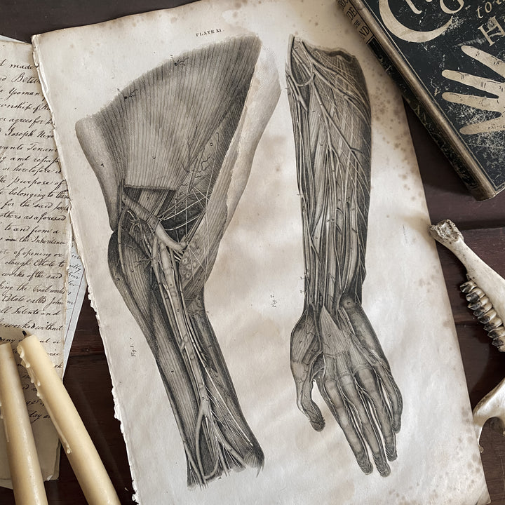 Shoulder and Arm 1 - Lizars 1824 'System of Anatomical Plates'