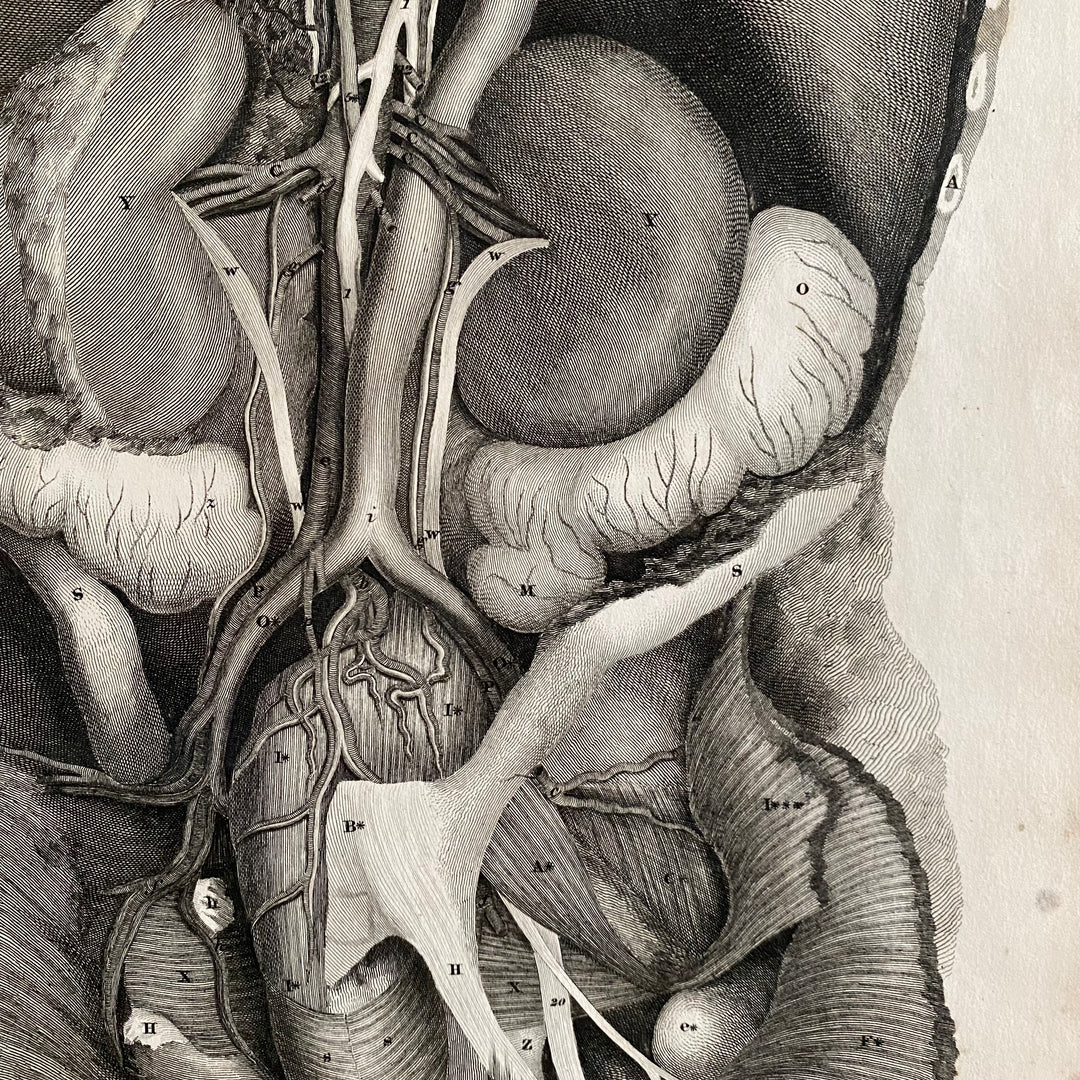 Organs 4 - Lizars 1824 'System of Anatomical Plates'