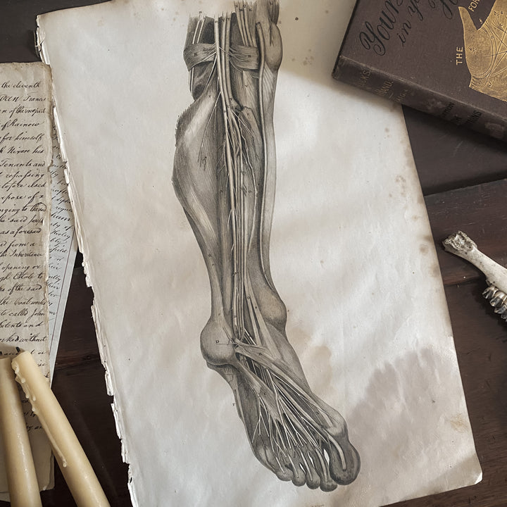 Lower Leg 1- Lizars 1824 'System of Anatomical Plates'