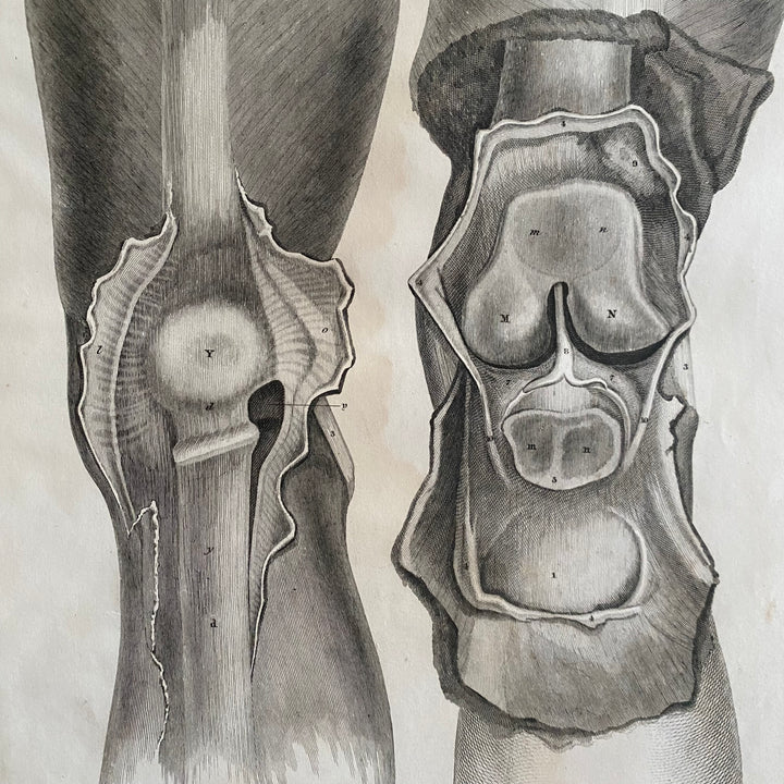 The Knee - Lizars 1824 'System of Anatomical Plates'