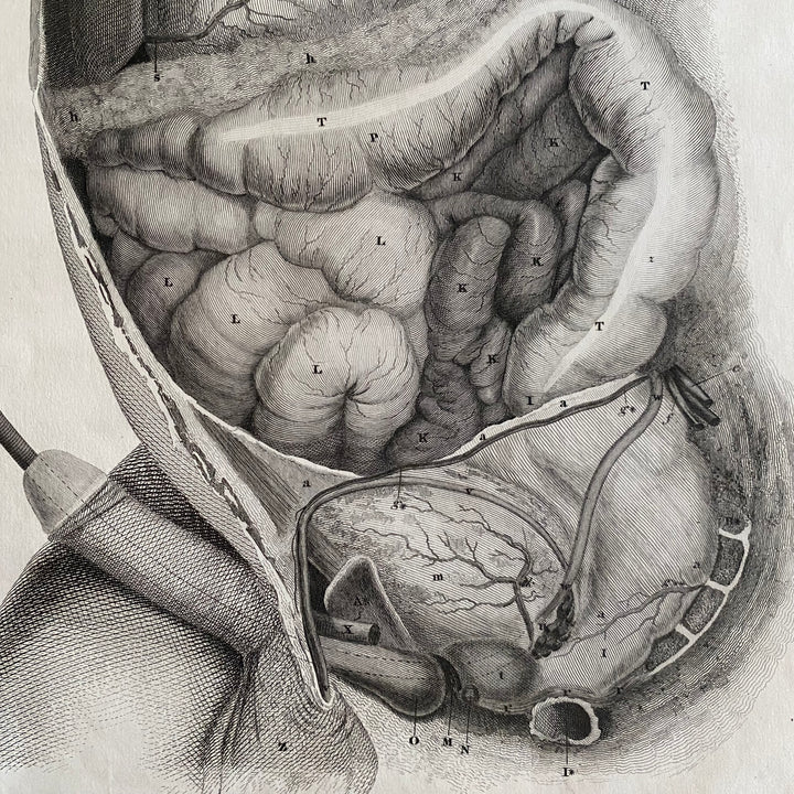 Male Cross Section- Lizars 1824 'System of Anatomical Plates'