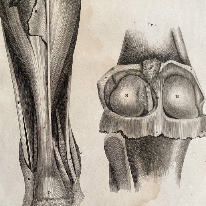 Leg and Knee - Lizars 1824 'System of Anatomical Plates'