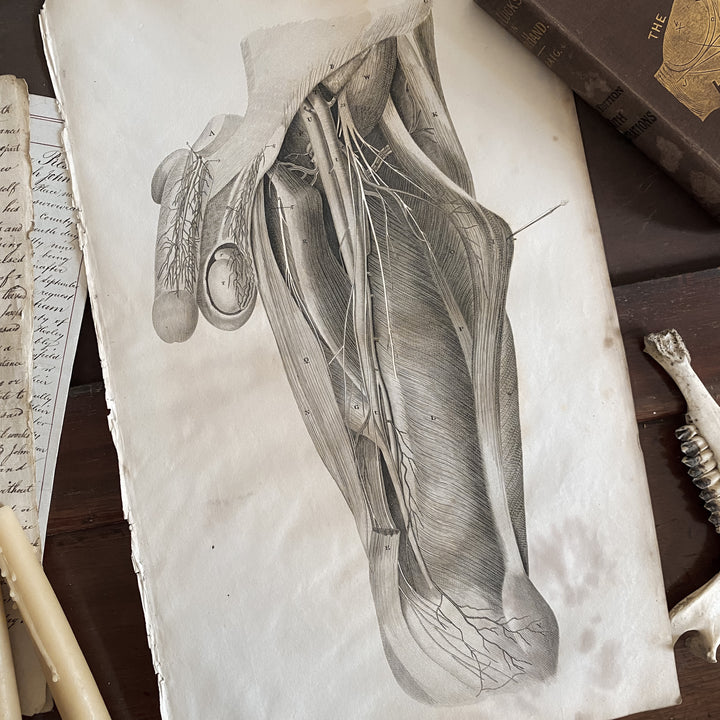 Male Cross Section 3 - Lizars 1824 'System of Anatomical Plates'