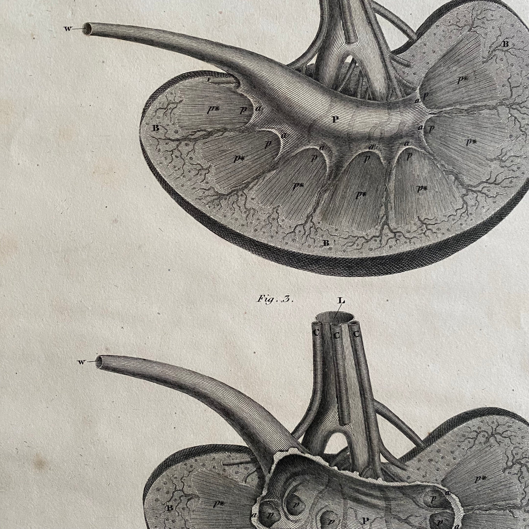 Kidneys - Lizars 1824 'System of Anatomical Plates'