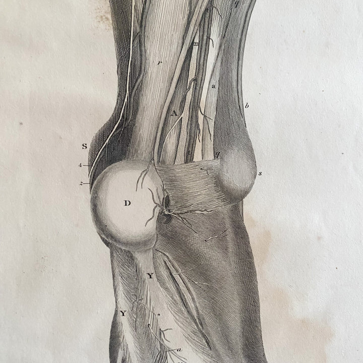 Lower Leg 4 - Lizars 1824 'System of Anatomical Plates'