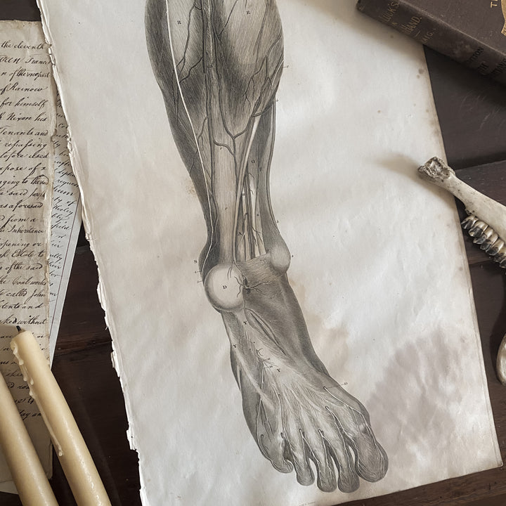 Lower Leg 4 - Lizars 1824 'System of Anatomical Plates'