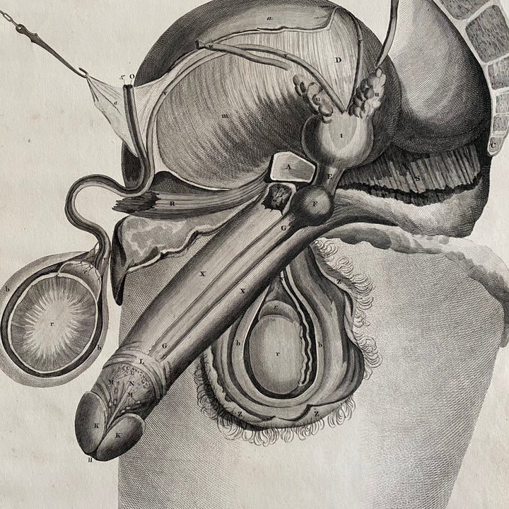 Male Reproductive Sysem 1 - Lizars 1824 'System of Anatomical Plates'