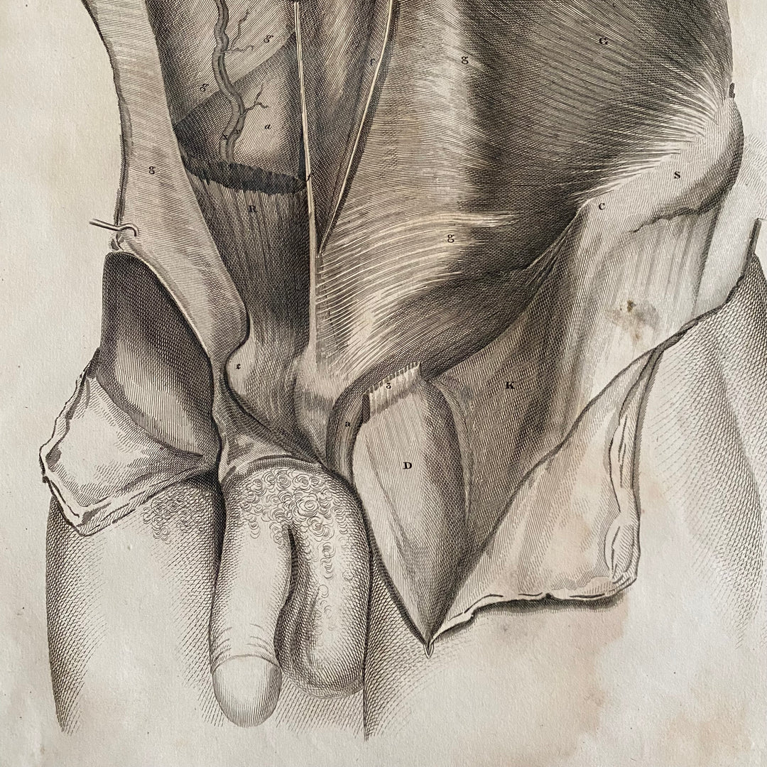 Male Abdomen - Lizars 1824 'System of Anatomical Plates'