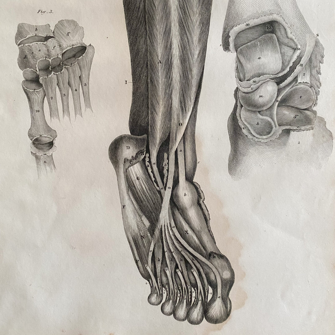 Lower Leg 5 - Lizars 1824 'System of Anatomical Plates'