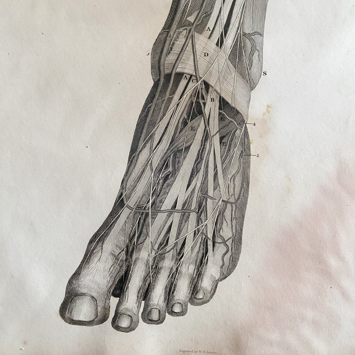 Lower Leg 3 - Lizars 1824 'System of Anatomical Plates'