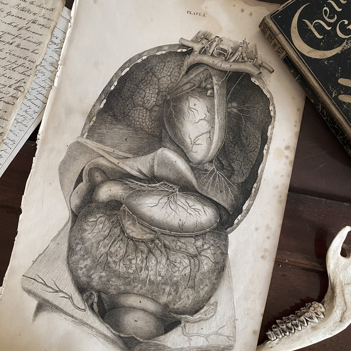 Organs 5 - Lizars 1824 'System of Anatomical Plates'