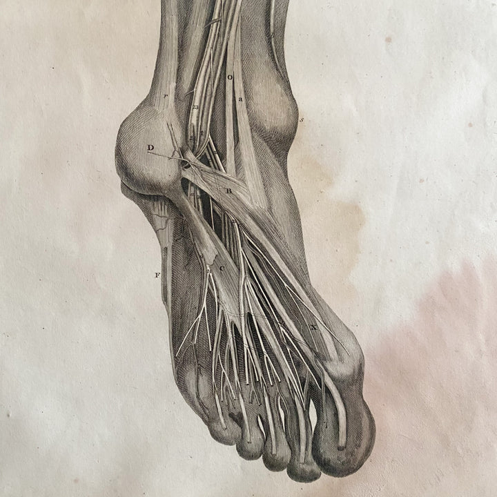 Lower Leg 1- Lizars 1824 'System of Anatomical Plates'