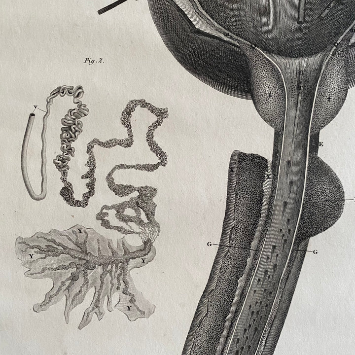 Male Reproductive Sysem 2 - Lizars 1824 'System of Anatomical Plates'