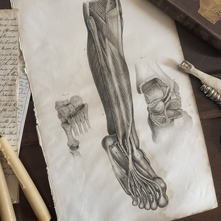 Lower Leg 5 - Lizars 1824 'System of Anatomical Plates'