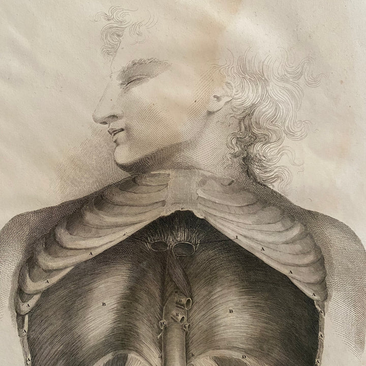 Male Torso- Lizars 1824 'System of Anatomical Plates'