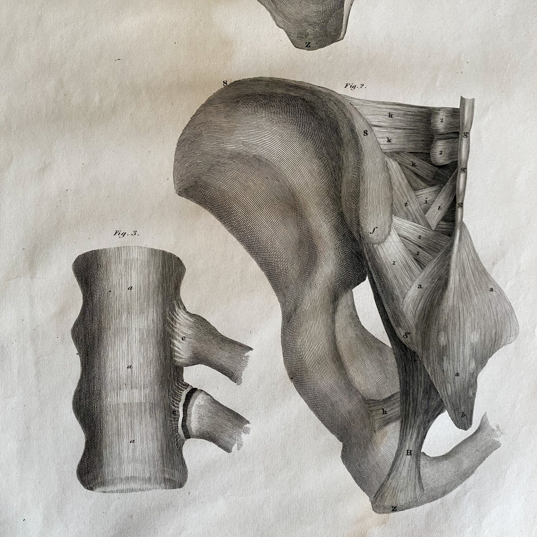 Pelvis - Lizars 1824 'System of Anatomical Plates'