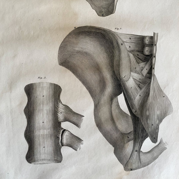 Pelvis - Lizars 1824 'System of Anatomical Plates'