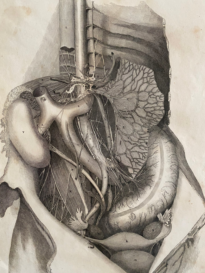 Organs 3 - Lizars 1824 'System of Anatomical Plates'