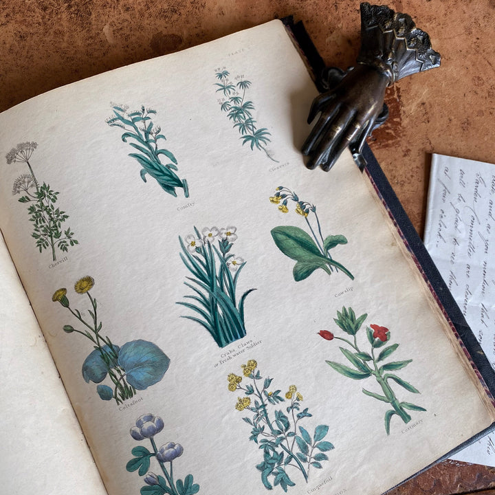 Culpeper's Complete Herbal c.1835